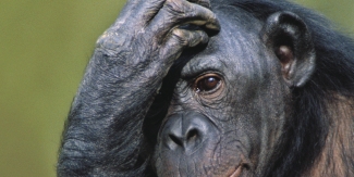 photo_78602_wide_325x163